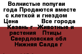 Волнистые попугаи, 2 года.Продаются вместе с клеткой и гнездом. › Цена ­ 2 800 - Все города, Казань г. Животные и растения » Птицы   . Свердловская обл.,Нижняя Салда г.